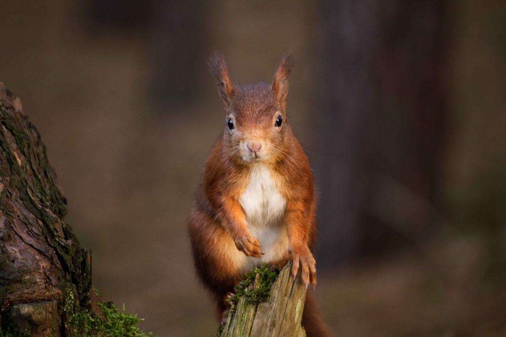 Anglesey Holiday Lettings_Anglesey Red Squirrels
