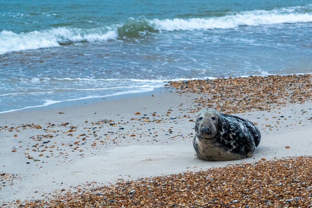 grey seals on anglesey