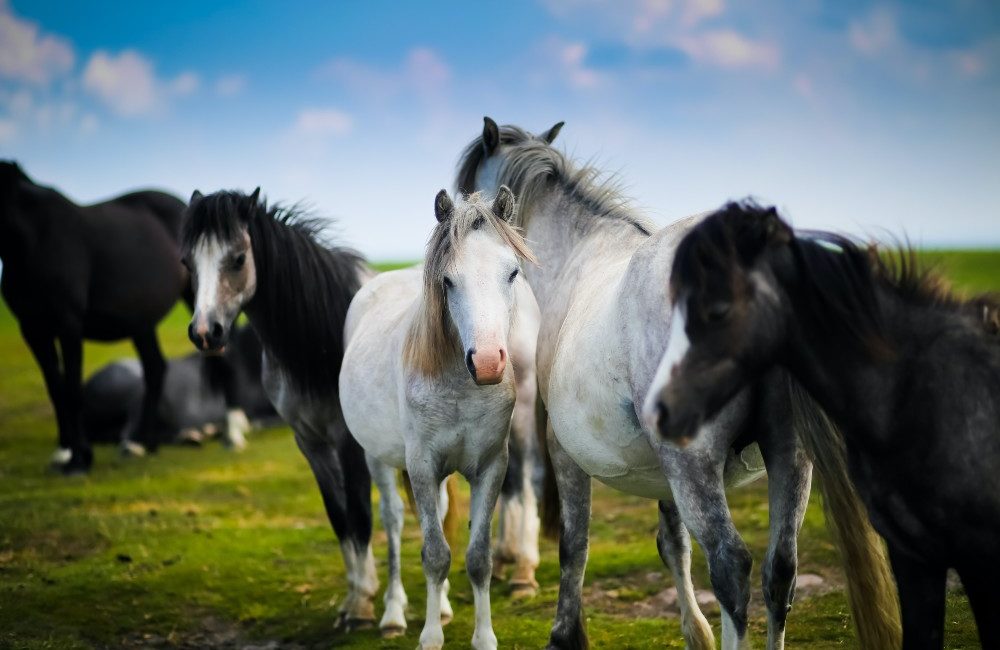 Anglesey’s top naturewatch spots- wild ponies
