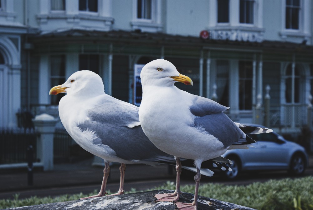 birdwatching on anglesey