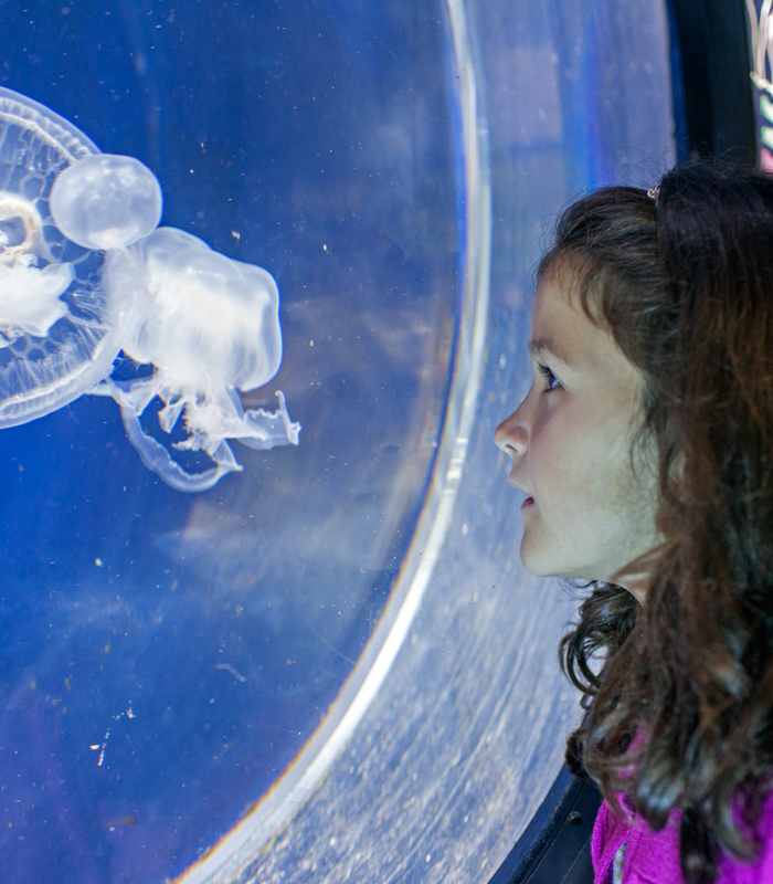 anglesey sea zoo