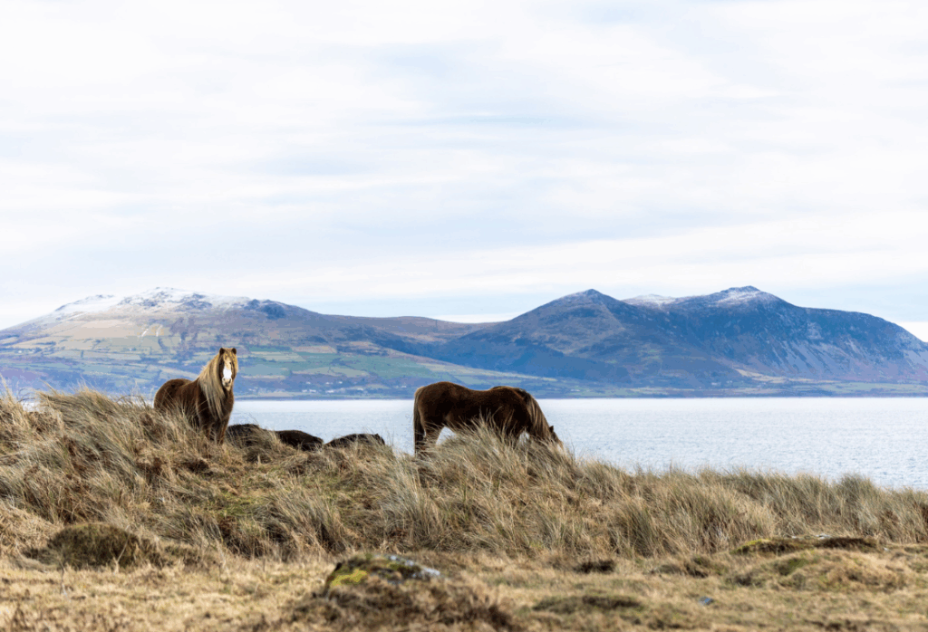 newborough - wild ponies
