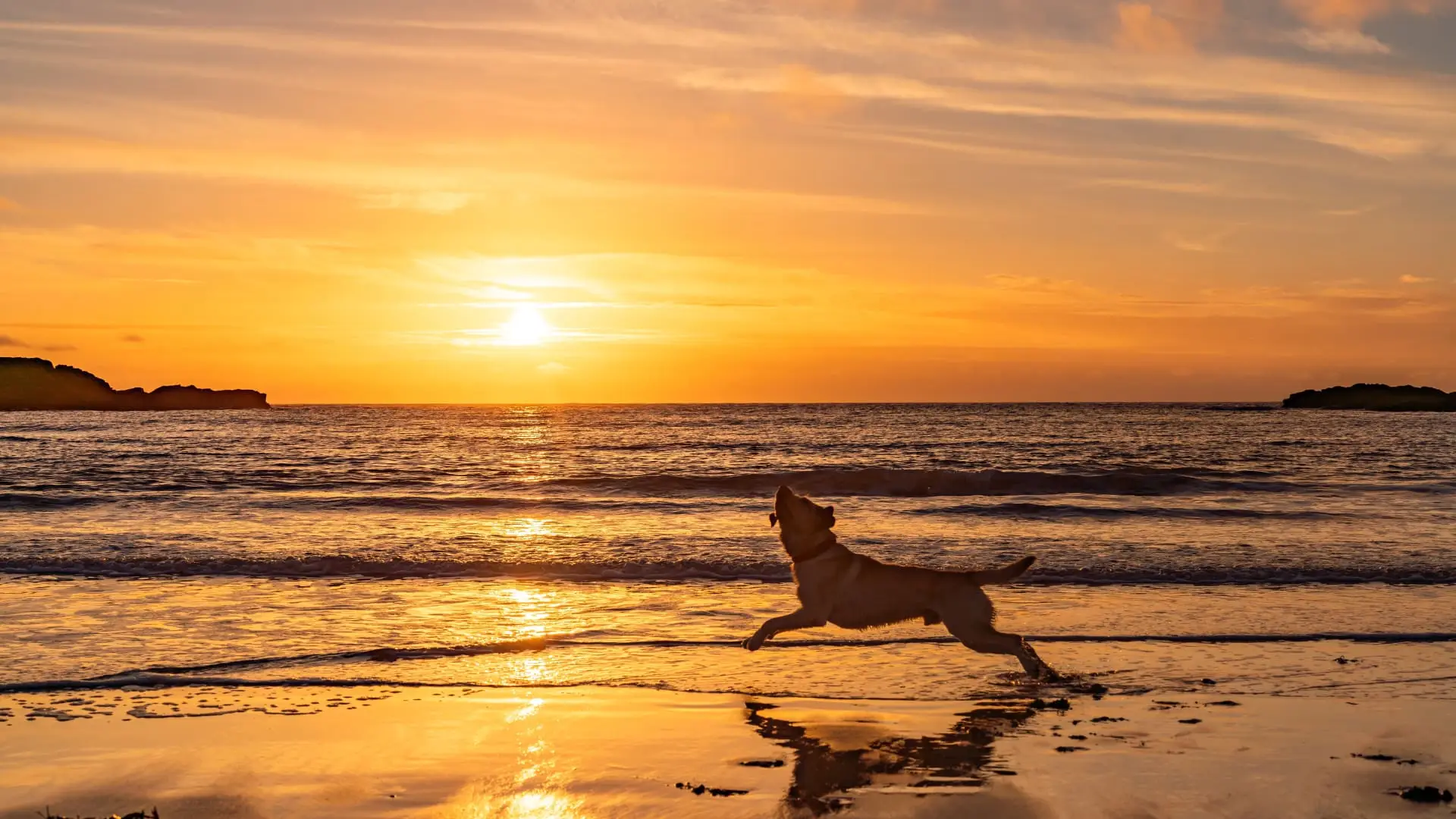 Pet friendly Holiday Homes