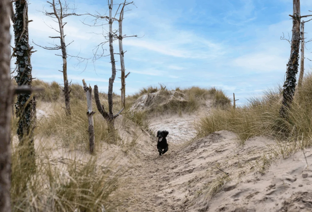 newborough - bayleigh
