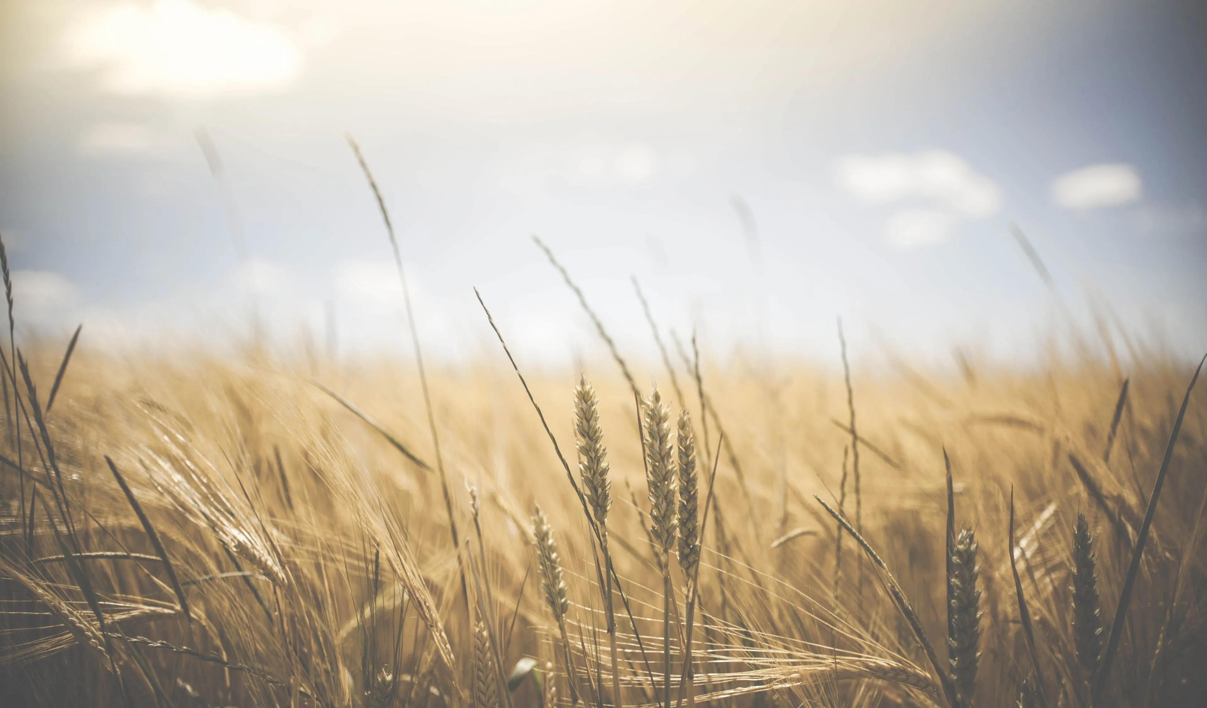 Fields