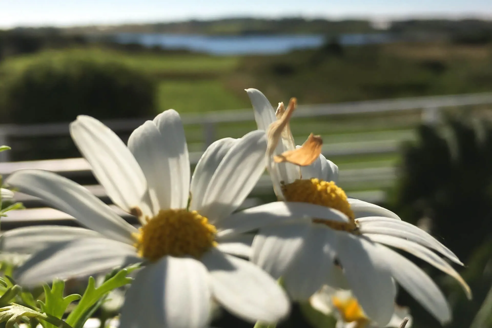 Stock photo - flower