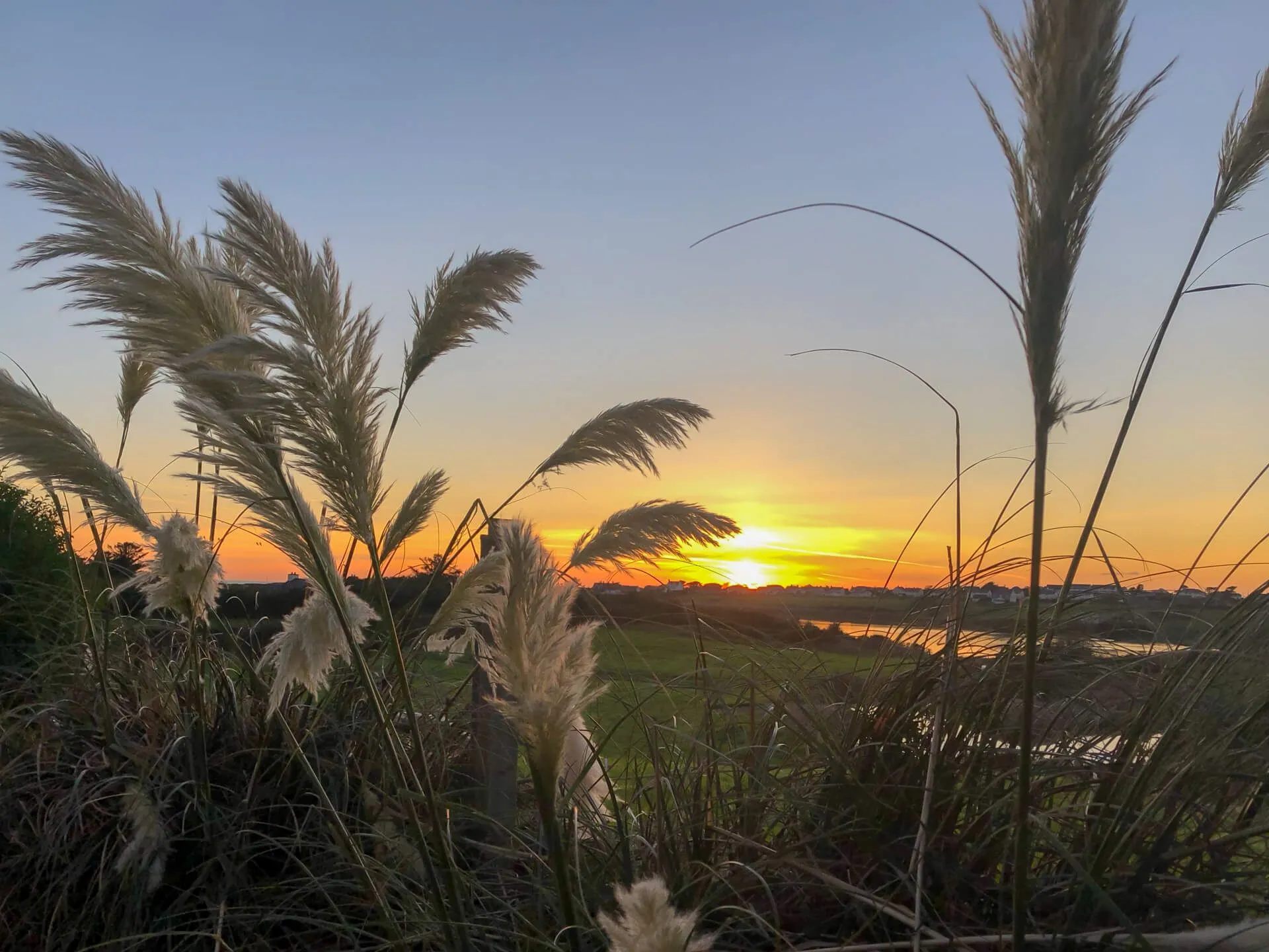Stock photo - Fern and sunset