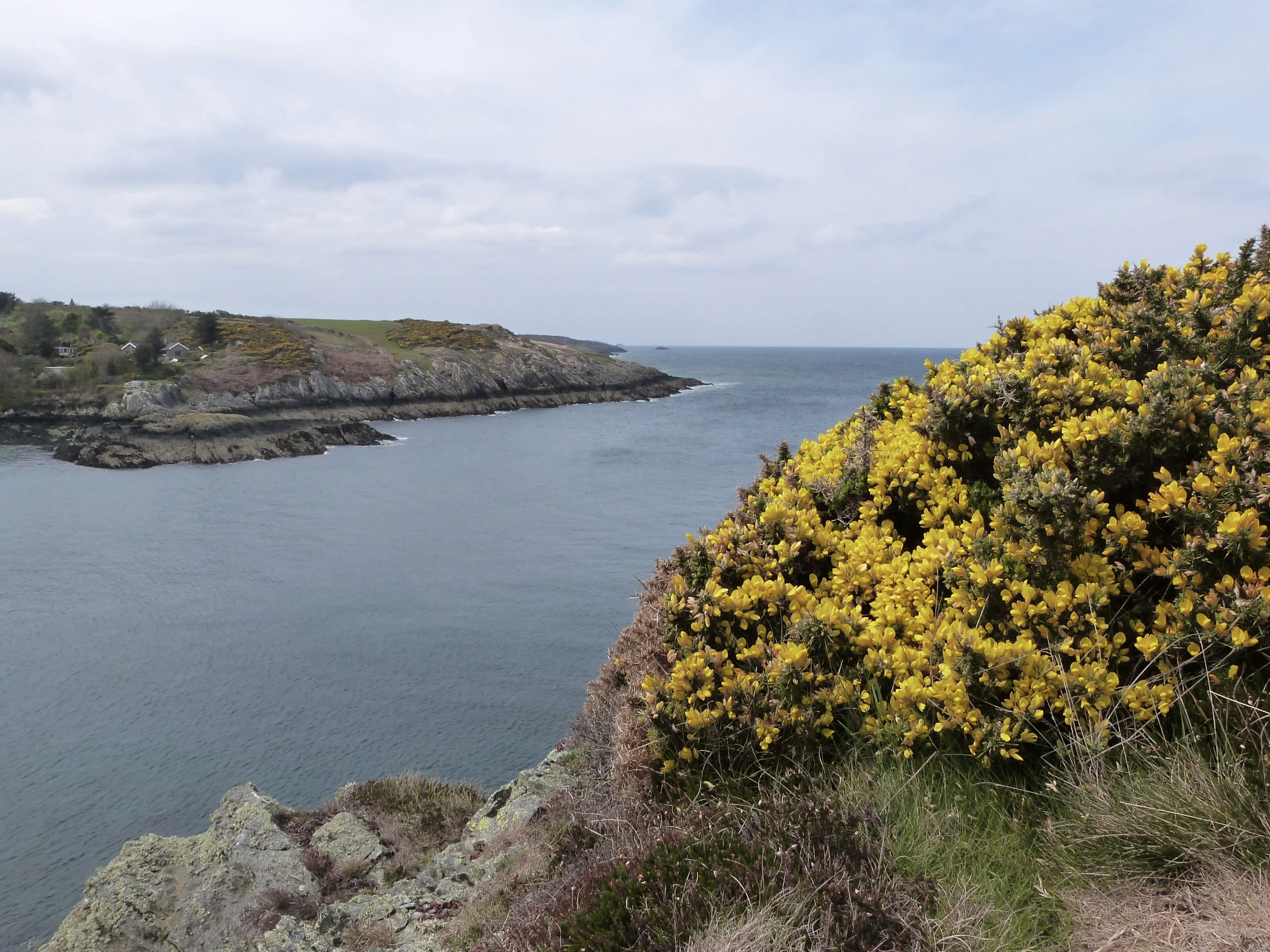 Gorse on coastal path