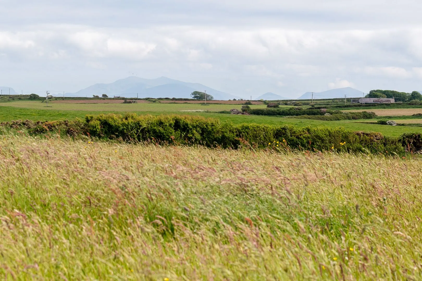 Y Bwthyn Fields