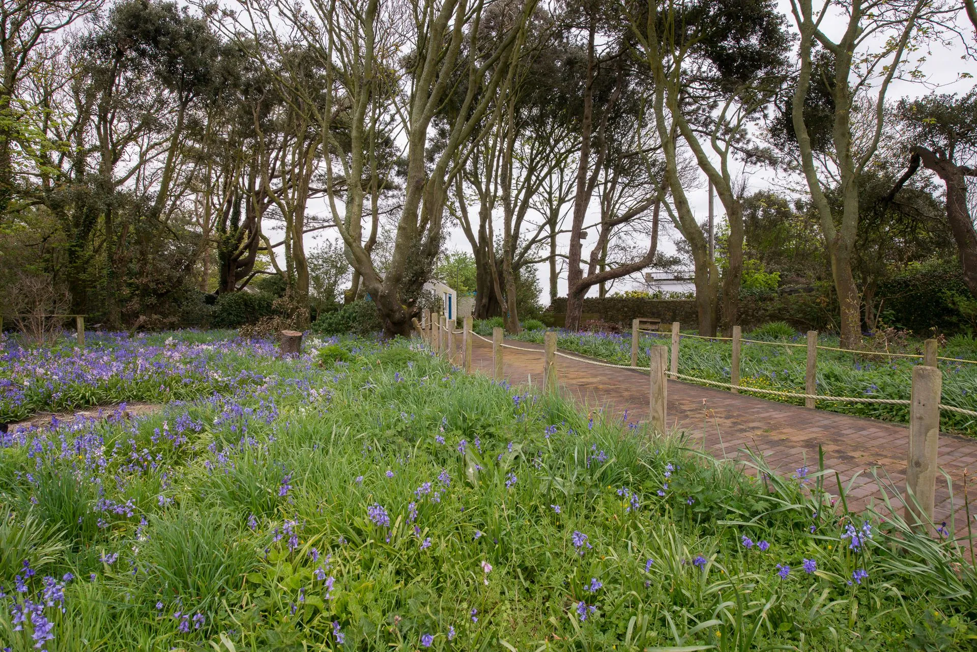 Bluebells