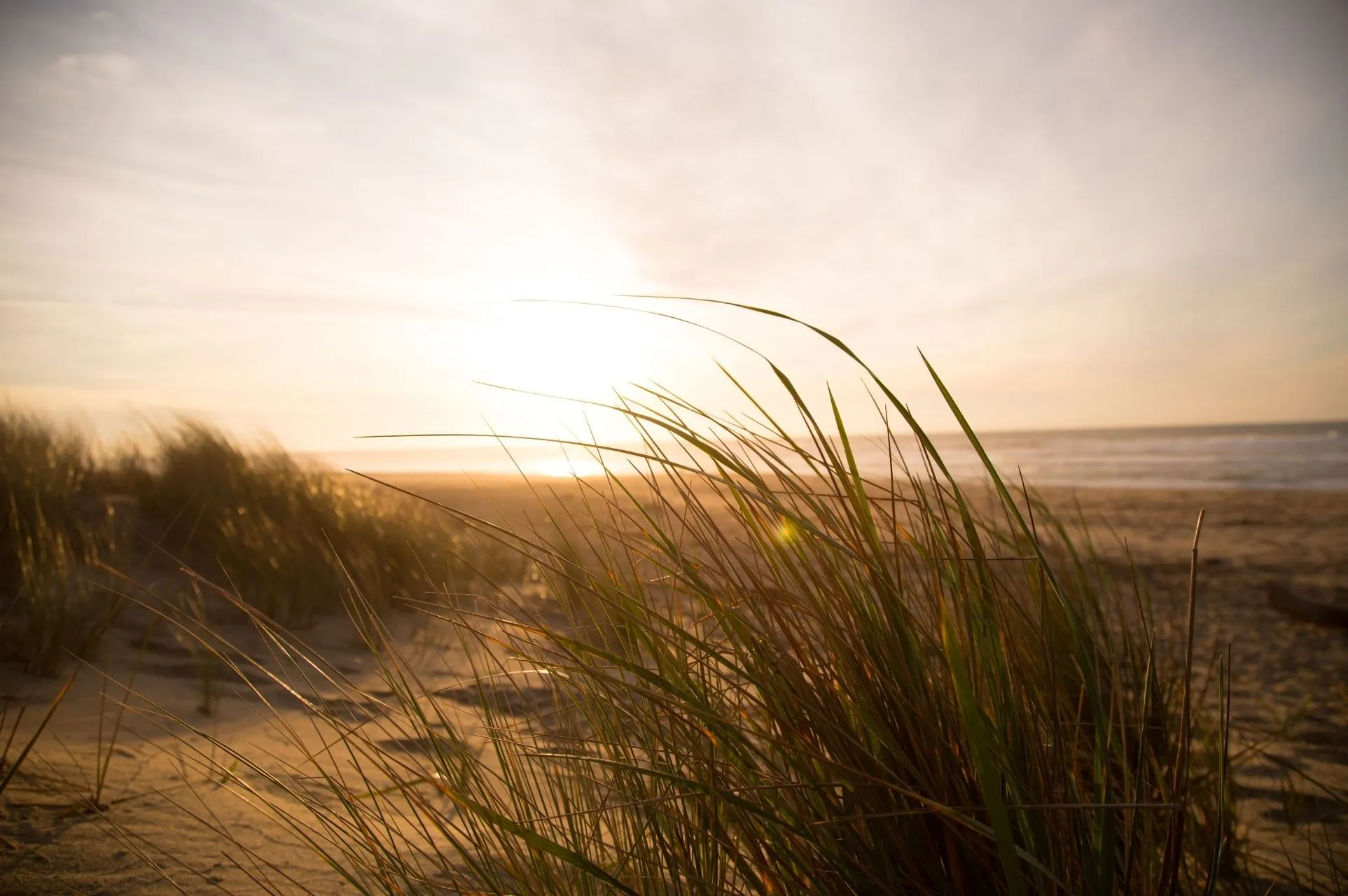marram grass rhosneigr