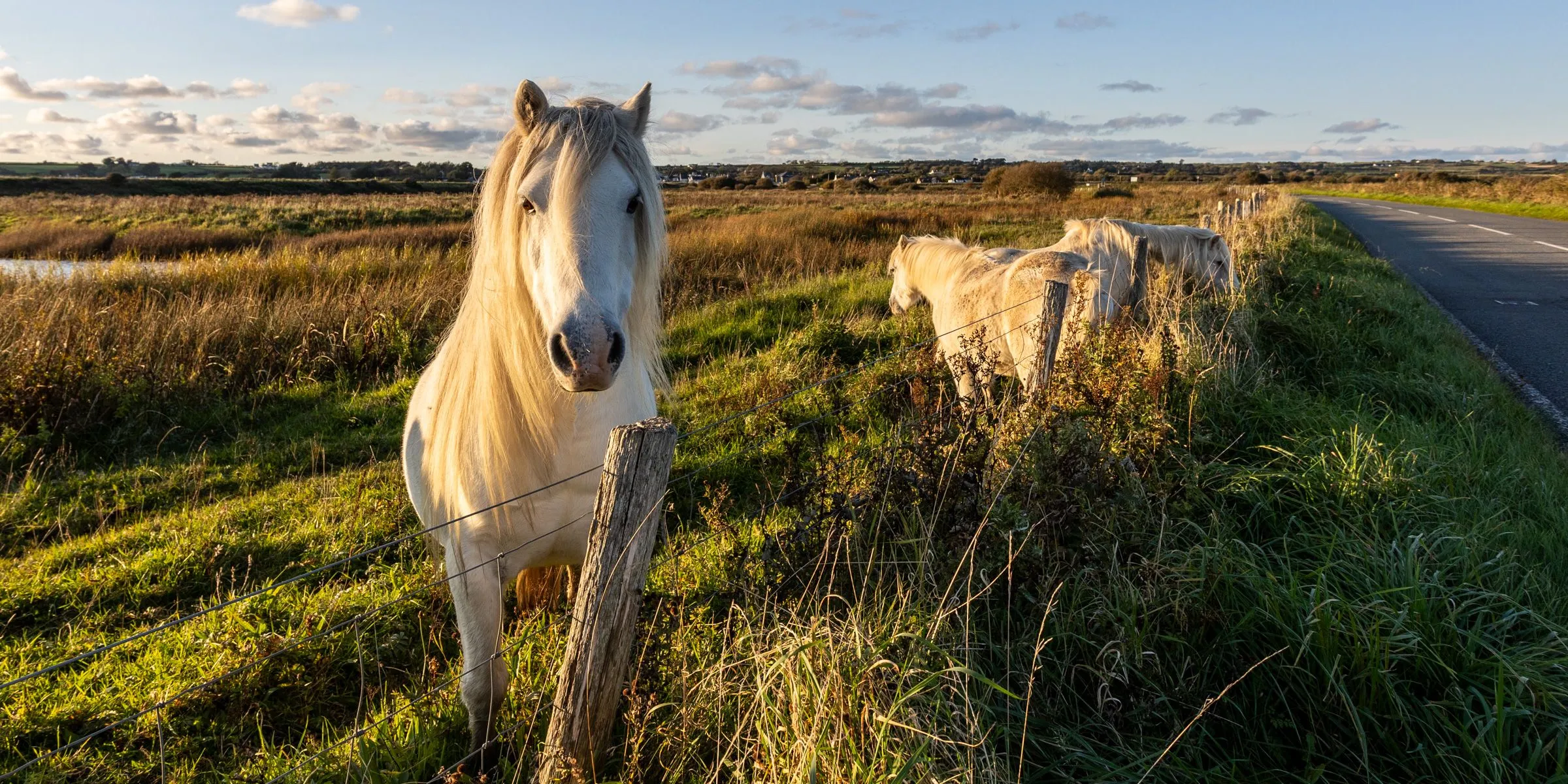 Kite Cottage - Wild Horses 