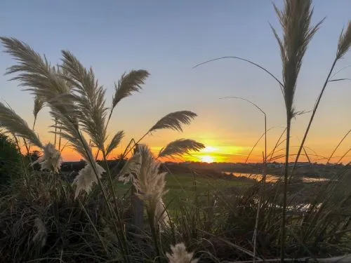 Stock photo - Fern and sunset
