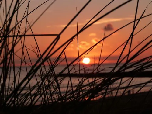 Stock photo - Sunset reeds