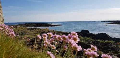 spring flowers at the beach