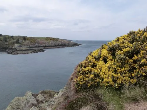 Gorse on coastal path