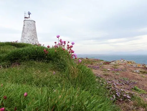 Llanddwyn Island spring Flowers