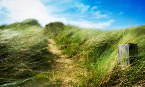 Stock photo - Dunes