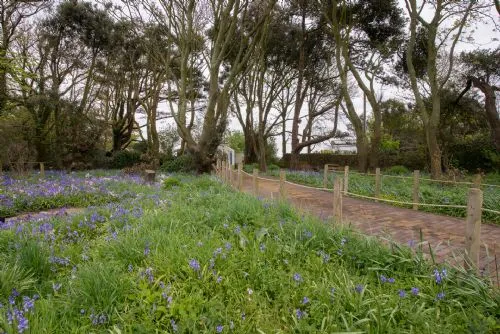 Bluebells