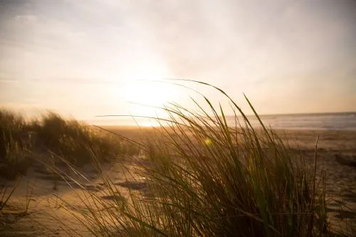 marram grass rhosneigr