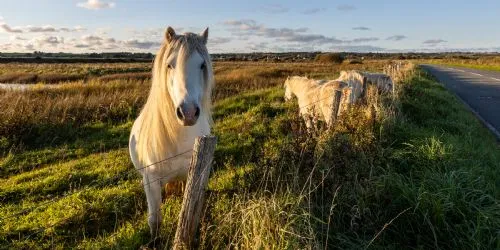 Kite Cottage - Wild Horses 